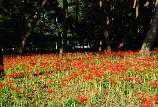 성주산자연휴양림 꽃무릇