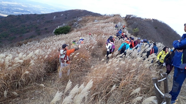 오서산 억새꽃 등산대회