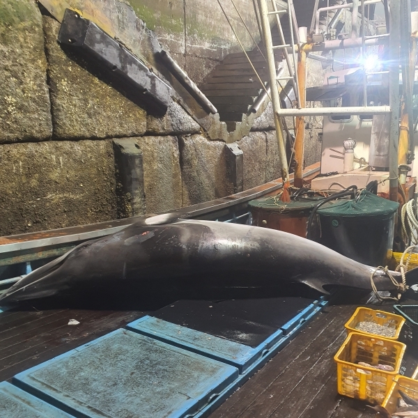 대천항 남서방 40km 지점에서 혼획된 밍크고래 사진